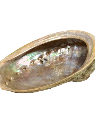 abalone-conchiglia-per-smudge-9-cm-bicibio-bioprofumeria
