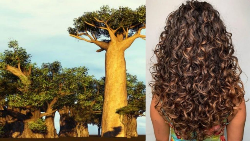 Oio di Baobab: Utilizzi Avanzati in Cosmetica, Sinergie e Formulazioni Professionali