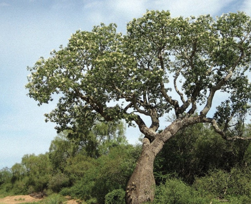 palo santo bioprofumeria palermo vendita italia