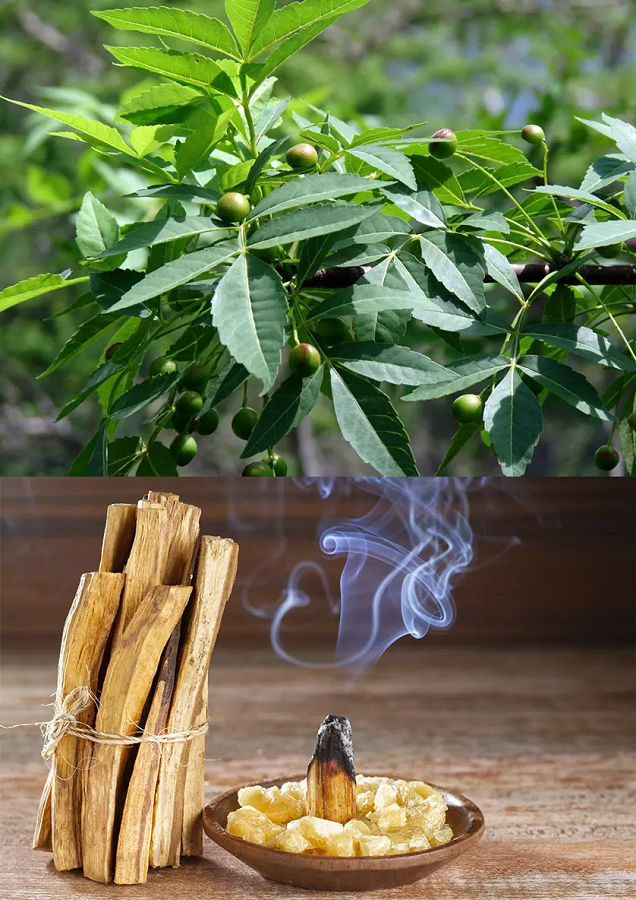 Palo Santo naturale in vendita a Palermo – legno sacro autentico per purificazione e meditazione